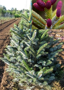    Picea abies Bicolor